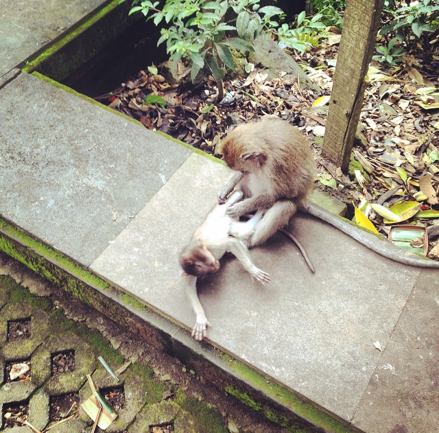 mama and baby monkey